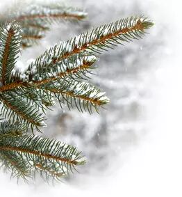 Salvia expert en aromath�rapie, phytoth�rapie et naturopathie vous propose des compl�ments alimentaires bio contre les rhumes d'hiver. Ces produits sont des synergies d'huiles essentielles avec du niaouli ou encore du ravintsara.
