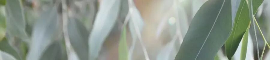 feuilles eucalyptus