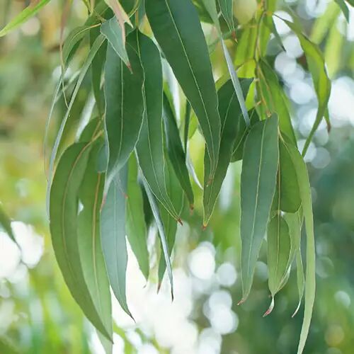 eucalyptus radiata