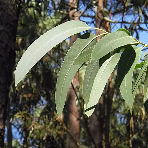 eucalyptus smithii