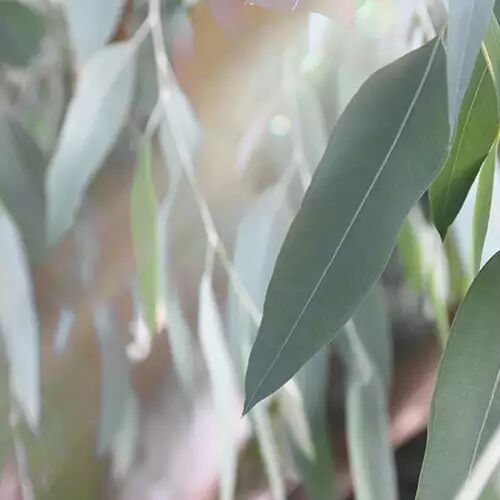 eucalyptus citronne