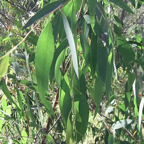 eucalyptus globulus