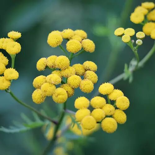 helichryse italienne