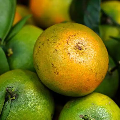 mandarine verte