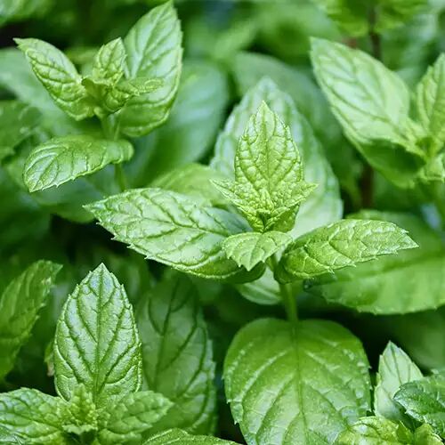 menthe poivree