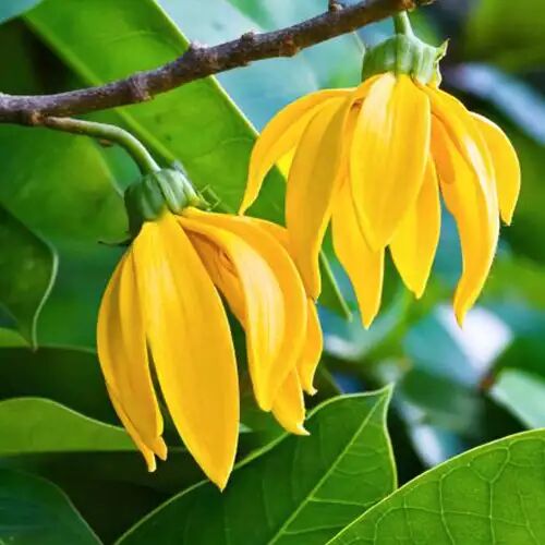 ylang ylang