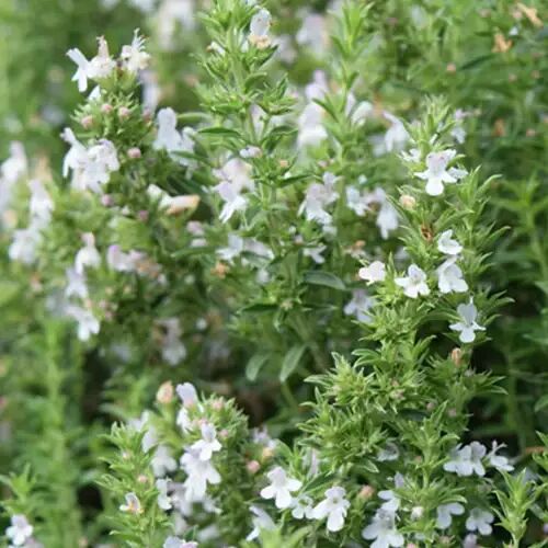 sarriette des montagnes