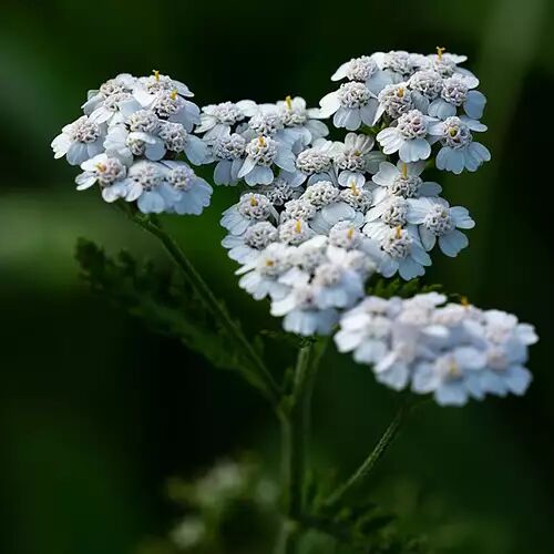 achillee millefeuille