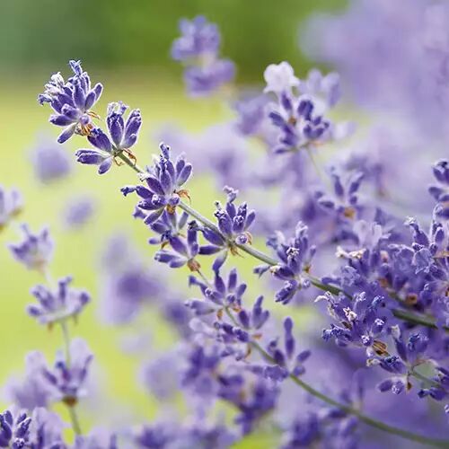 lavande vraie