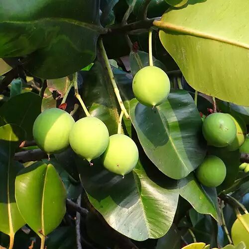 calophylle