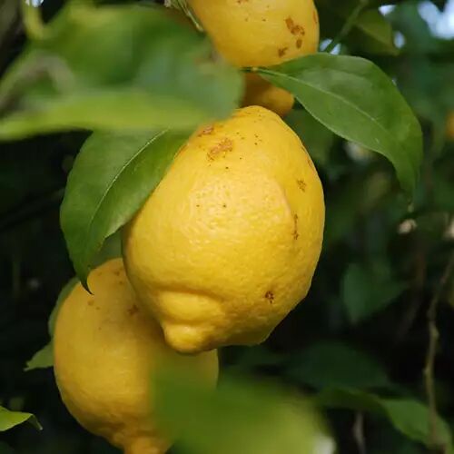 citron