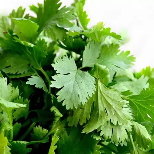 coriandre