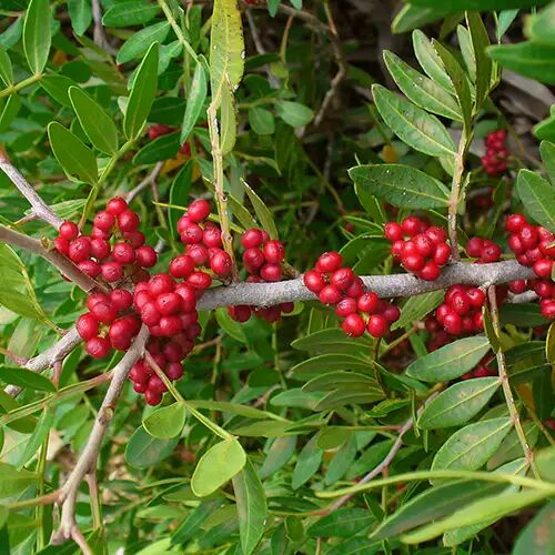 lentisque pistachier