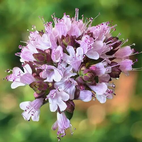 marjolaine a coquille