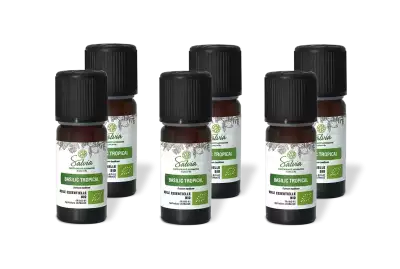 PACK DE 6 x Basilic tropical - Huile essentielle bio - 10 ml
