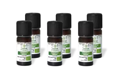 PACK DE 6 x Eucalyptus radiata - Huile essentielle bio - 10 ml